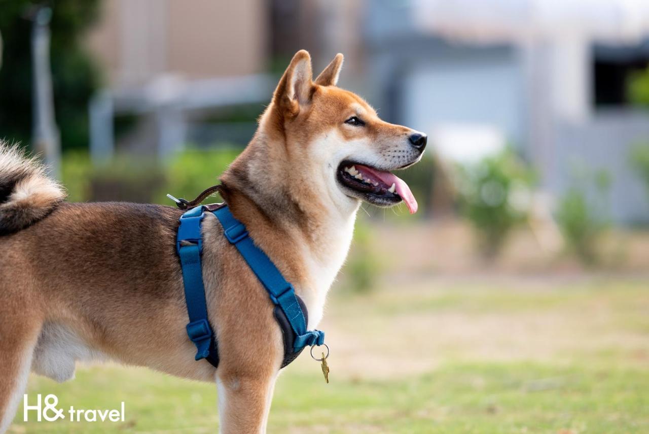 Taitung Rainbow Pet Friendly Maison Resort מראה חיצוני תמונה